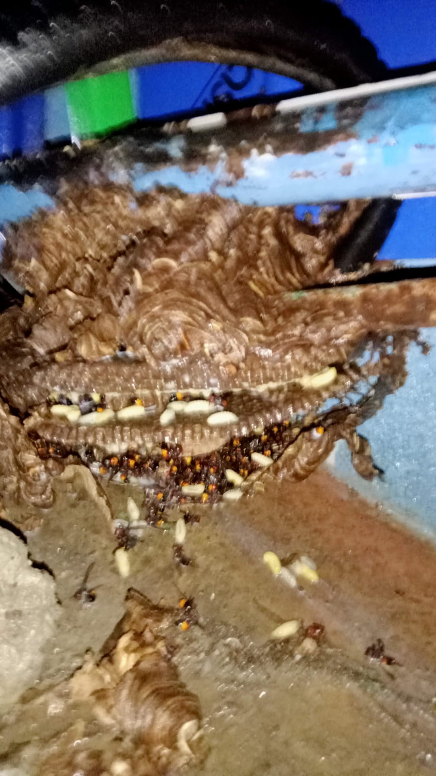 Pest Control Expert